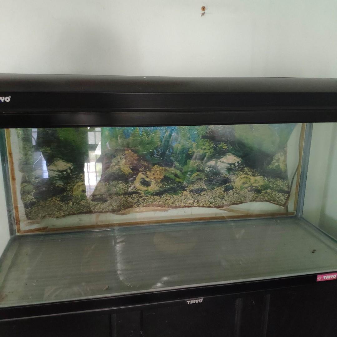Taiyo aquarium shop tank