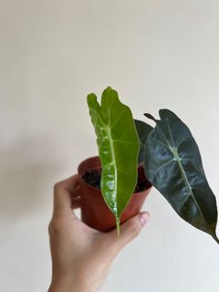 （分類：）位於 。 由 sommplants 提交（商品編號 1163652904，圖片 1）。簡介： 。
