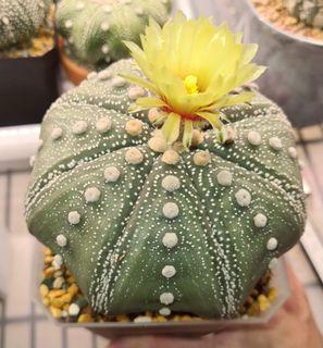 Elegant Cute Succulent Plant Astrophytum asterias Cactus 3-8cm Ball 