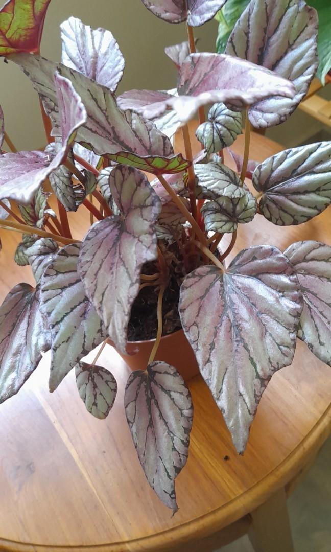 Begonia, Furniture & Home Living, Gardening, Plants & Seeds on Carousell