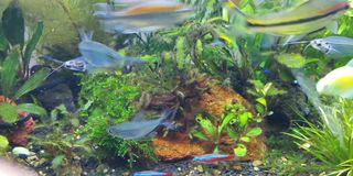 (Category: ) located in . Submitted by jackofallplants (Listing ID 1163677565, Image 1). Description: .