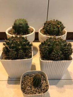 Gymno cactus large for sale