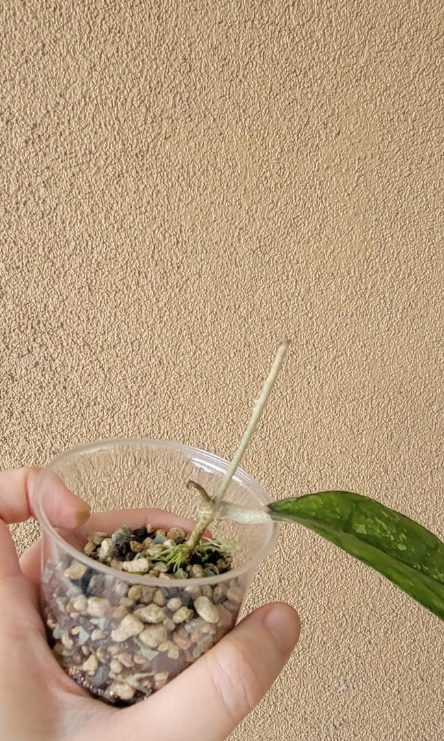 Hoya Bahoi (Category: Plants & Seeds) located in Cavite. Submitted by silvercarousel15 (Listing ID 1163535300, Image 2). Description: No Joy miners please..