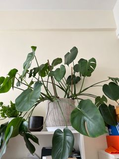 （分類：）位於 。 由 yutou.s 提交（商品編號 1163633704，圖片 1）。簡介： 。