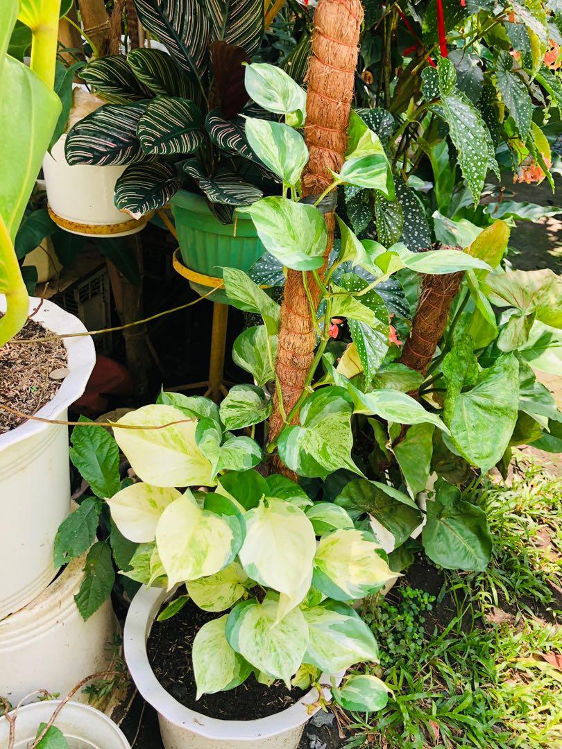 Philodendron manjula pothos, Furniture & Home Living, Gardening, Plants &  Seeds on Carousell