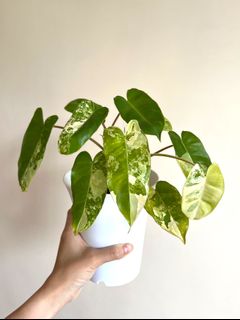 （分類：）位於 。 由 sommplants 提交（商品編號 1163585841，圖片 1）。簡介： 。