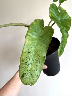 （分類：）位於 。 由 sommplants 提交（商品編號 1163585304，圖片 1）。簡介： 。