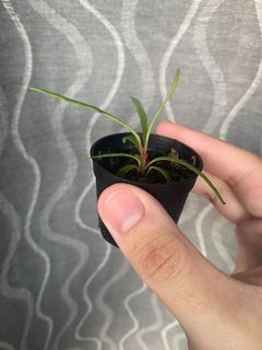 (Category: ) located in . Submitted by orchids_galore (Listing ID 1163693329, Image 1). Description: .