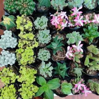 (Category: ) located in . Submitted by naturlink (Listing ID 1163754308, Image 1). Description: .
