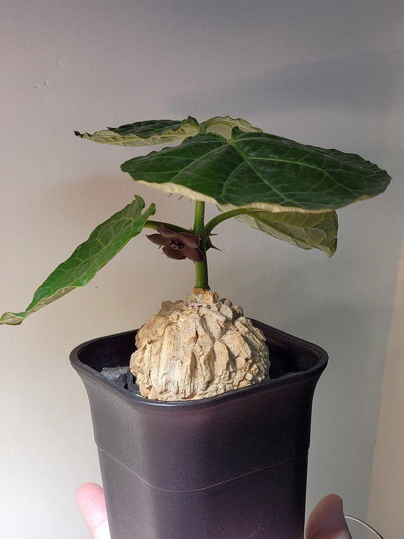 開完花龜甲蘿藦 塊根植物 象牙宮 龜甲龍 布紋球 多肉 惠比須笑 大黑 傢俬 家居 園藝 植物及種子 Carousell