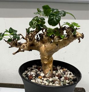 （分類：）位於 。 由 littlelamlam 提交（商品編號 1163750483，圖片 1）。簡介： 。