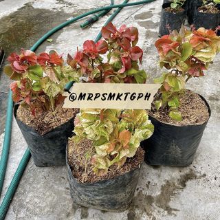 (Category: ) located in . Submitted by mrpsmktgph (Listing ID 1163796473, Image 1). Description: .