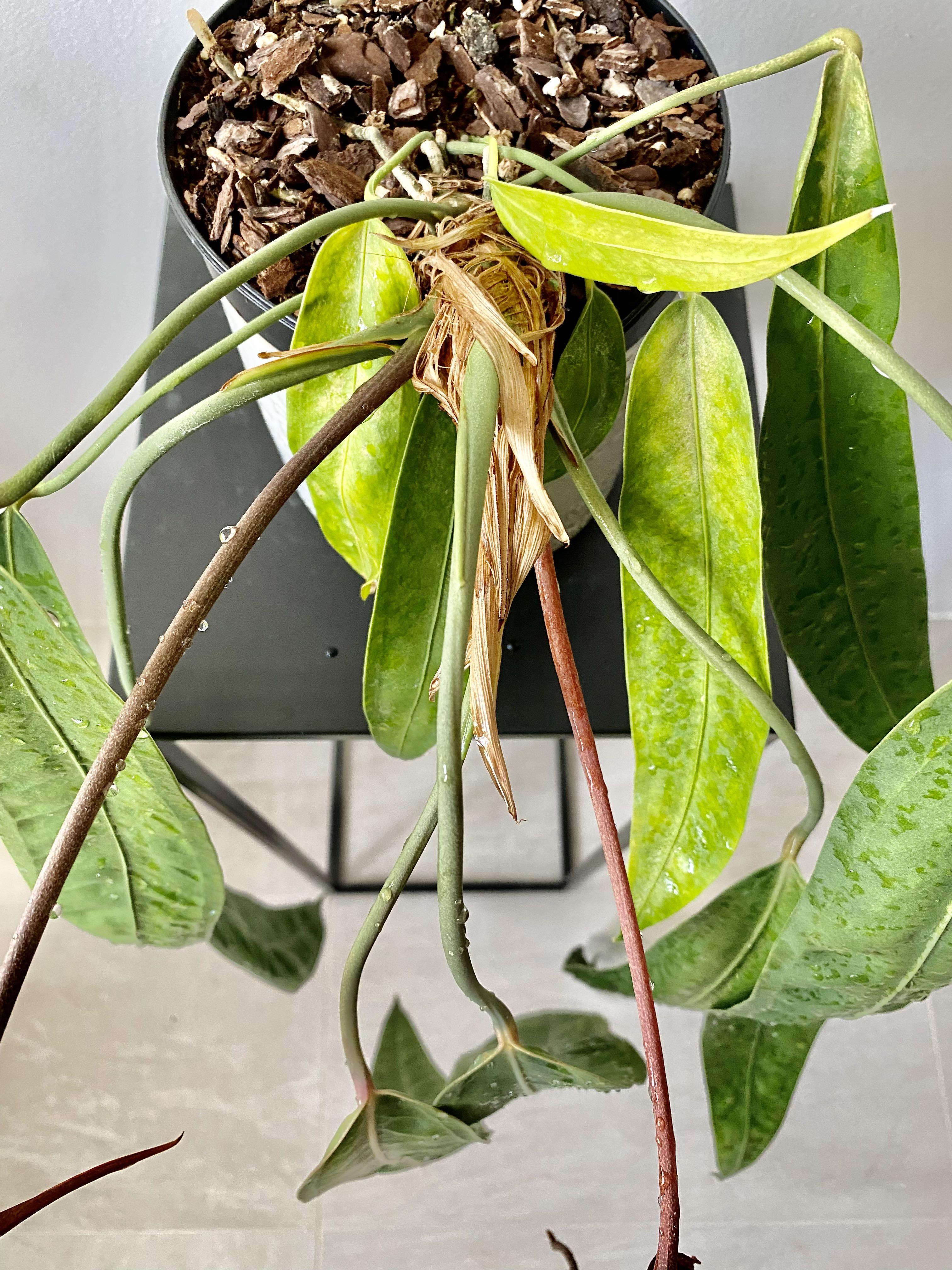 Anthurium wendlingeri , Furniture & Home Living, Gardening, Plants