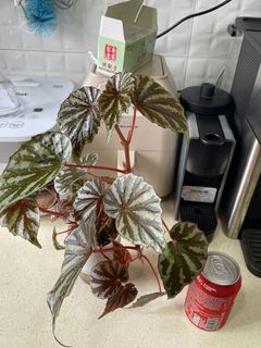 （分類：）位於 。 由 thelostforest 提交（商品編號 1157338506，圖片 1）。簡介： 。