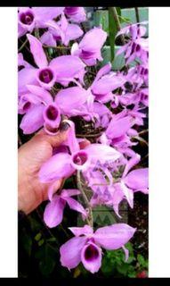 Dapo Orchids Hanging live Plant Rare
