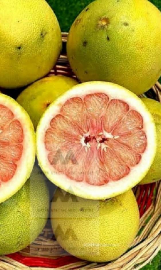 GRAFTED Dwarf Pomelo/Suha Davao variety seedlings live Plant, Furniture & Home Living, Gardening