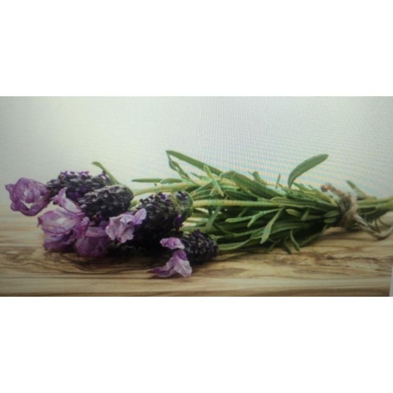 Lavender French 'Bandera Purple' (Lavandula Stoechas L.) Heirloom ...