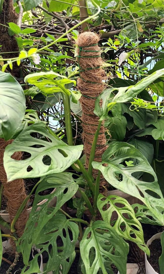 Ornamental plants, Furniture & Home Living, Gardening, Plants & Seeds