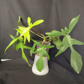 (Category: ) located in . Submitted by 1000green (Listing ID 1163809141, Image 1). Description: .