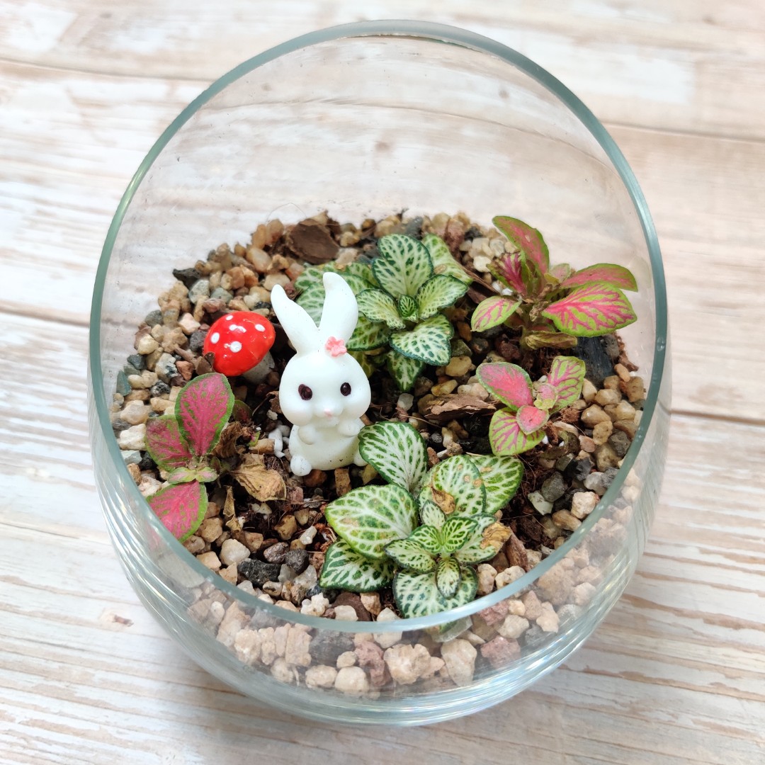 Terrarium in Slanted Glass Bowl (with live Fittonia plants), Furniture