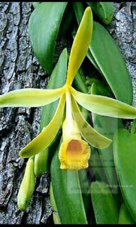 Vanilla Orchids Flowering Plant Aerial Root cuttings