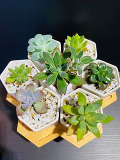 （分類：）位於 。 由 greener.planet 提交（商品編號 1158908324，圖片 1）。簡介： 。