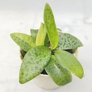（分類：）位於 。 由 green_garden 提交（商品編號 1158989895，圖片 1）。簡介： 。
