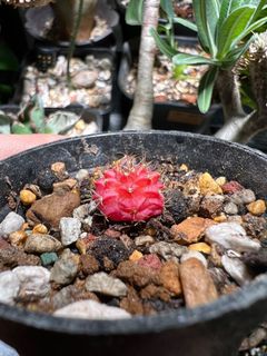 （分類：）位於 。 由 alternative_plant 提交（商品編號 1158903863，圖片 1）。簡介： 。