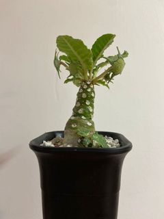 （分類：）位於 。 由 gooodolddays 提交（商品編號 1158929707，圖片 1）。簡介： 。