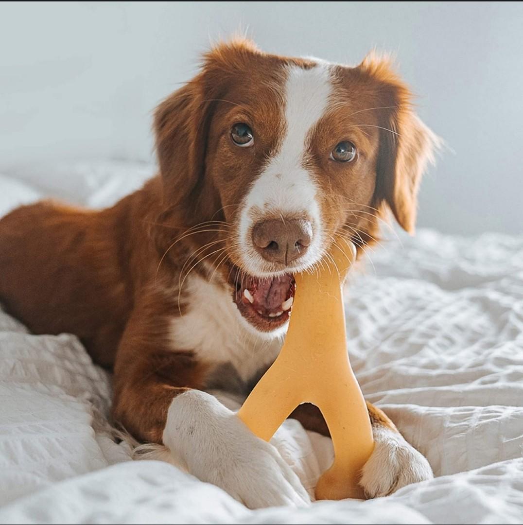 未使用 Benebone Wishbone Durable Dog Chew Toy For Aggressive Chewers Made In Usa 好評販売中 Kinderlandia Edu Co