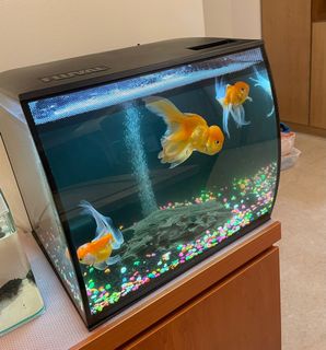 (Category: ) located in . Submitted by vanandpro (Listing ID 1158987574, Image 1). Description: .