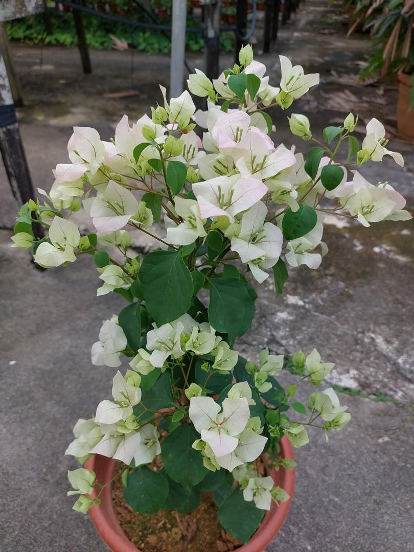 Ice-cream White Bougainvillea in Big Pot, Furniture & Home Living,  Gardening, Plants & Seeds on Carousell