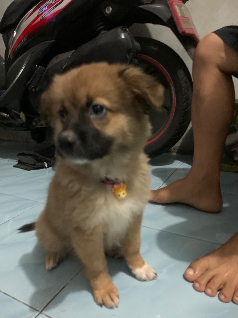 JUAL ANAK ANJING POMERANIAN Perlengkapan Hewan Makanan Hewan di