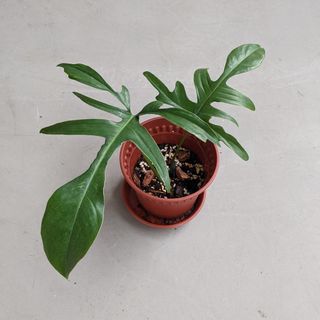 (Category: ) located in . Submitted by alvinlyt (Listing ID 1158872570, Image 1). Description: .