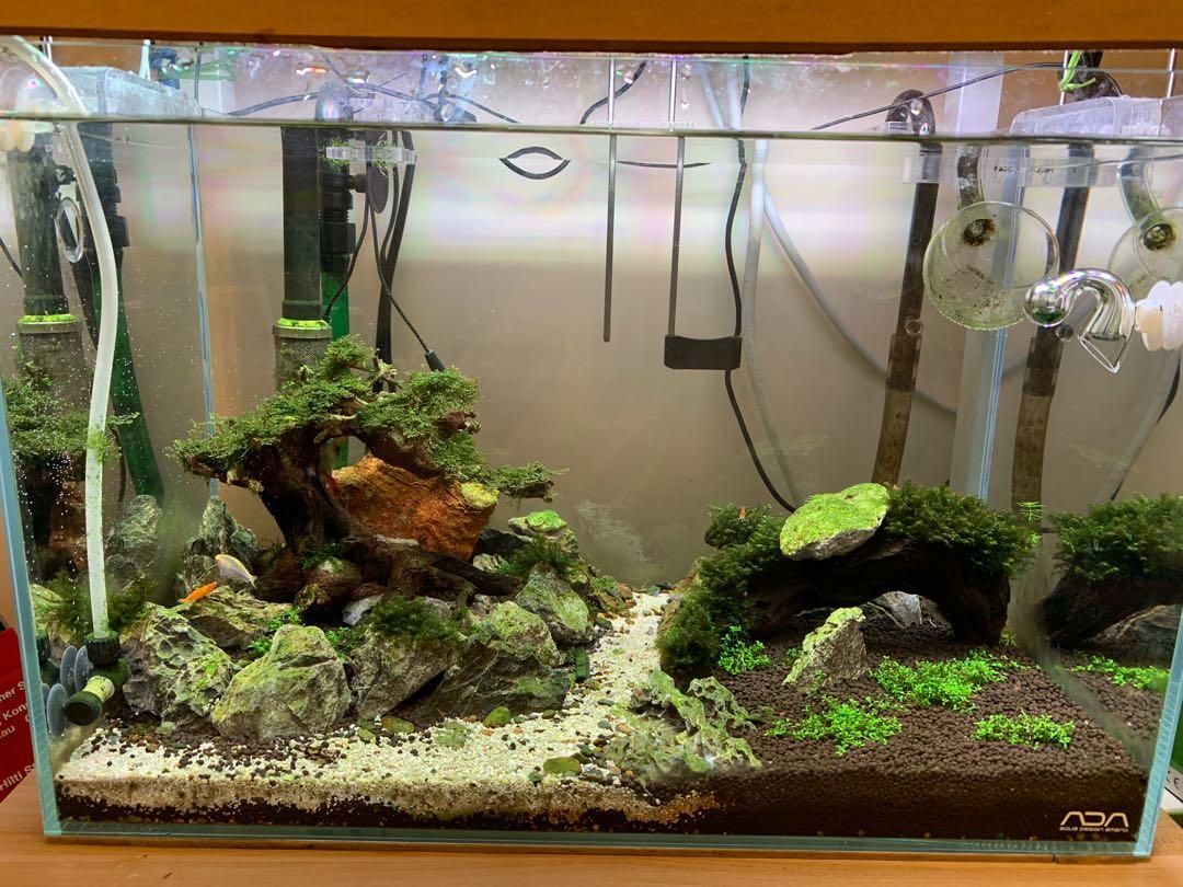 18寸ada 草蝦缸造景水草水晶蝦 其他 其他 Carousell 18寸ada 草蝦缸造景水草水晶蝦 其他 其他 Carousell