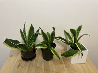 （分類：）位於 。 由 lylliade 提交（商品編號 1159124682，圖片 1）。簡介： 。