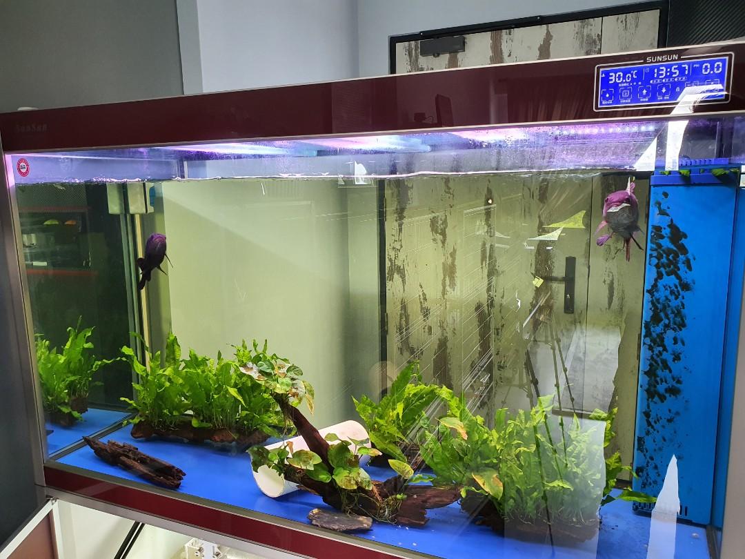 5ft tropical fish tank