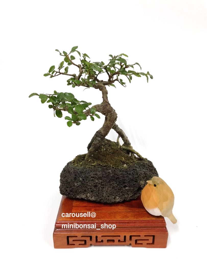榆樹 盆景 傢俬 家居 園藝 植物及種子 Carousell