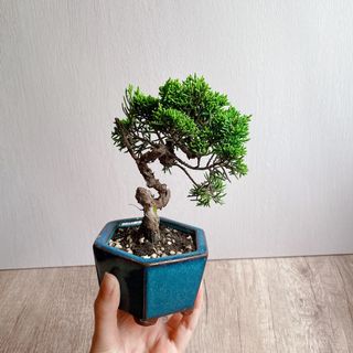 （分類：）位於 。 由 sweetiewinky 提交（商品編號 1159108188，圖片 1）。簡介： 。