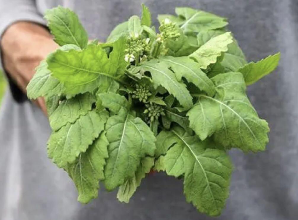 NEW Wasabi Arugula Seeds, Furniture & Home Living, Gardening, Plants