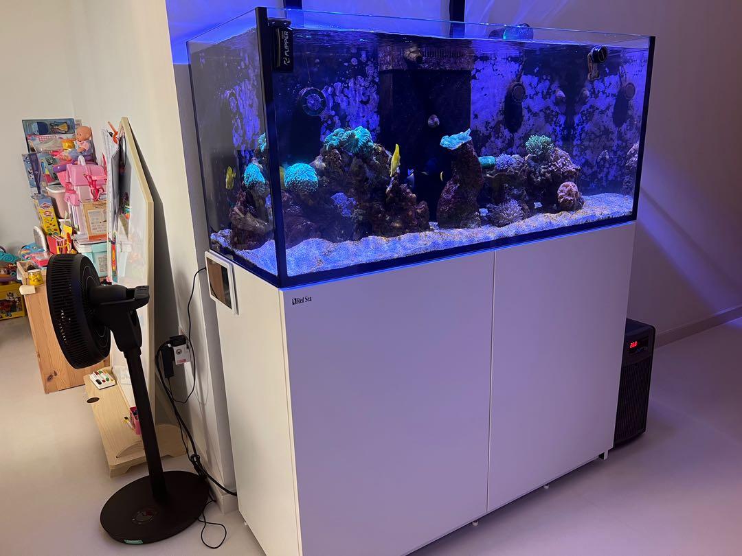 ストのため （超大型）レッドシー チャーム charm PayPayモール店 - 通販 - PayPayモール ＲＥＥＦＥＲ ３５０Ｖ３ ホワイト  本州四国送料無料・同梱不可・代引不可 ３個口 才数７００ ウムシステ