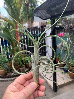 Tillandsia Intermedia x Paucifolia