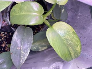 (Category: ) located in . Submitted by jtan_1 (Listing ID 1114239629, Image 1). Description: .