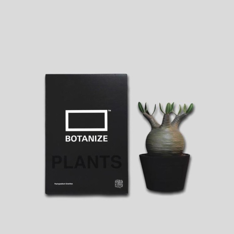 現時點交收) 全新MEDICOM TOY X Botanize VCD Pachypodium