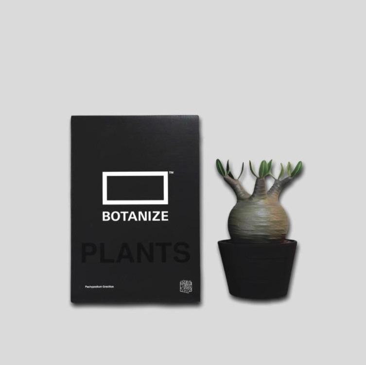 現時點交收) 全新MEDICOM TOY X Botanize VCD Pachypodium