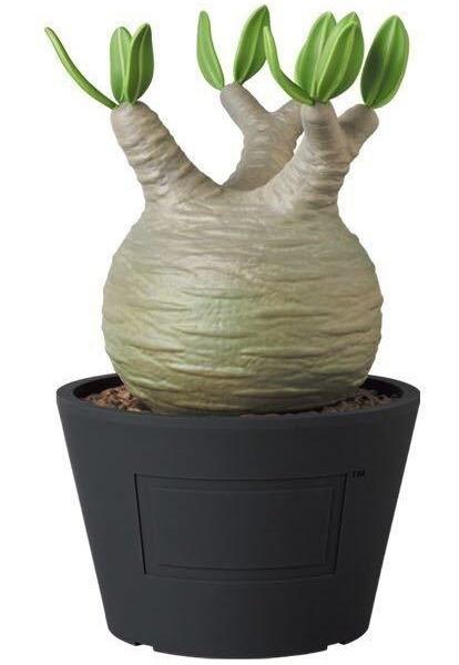 現時點交收) 全新MEDICOM TOY X Botanize VCD Pachypodium