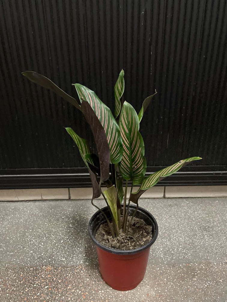 Calathea Pinstripe, Furniture & Home Living, Gardening, Plants & Seeds