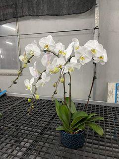 CLassy phalaenopsis orchids