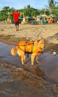 Dog Life Vest (XL/Orange)