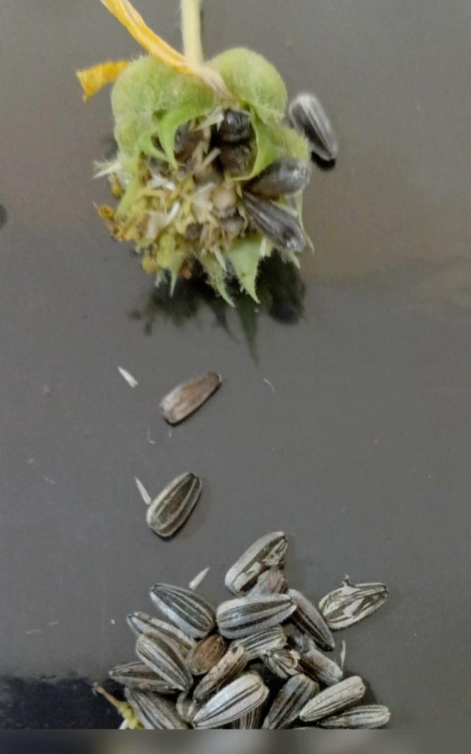 Dwarf Sunflower seeds, Furniture & Home Living, Gardening, Plants